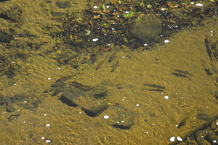 Young trout in the White Clay Creek by Marion Waggoner.